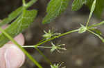 Sweet cicely <BR>Anise-root <BR>longstyle sweetroot